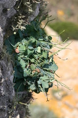 Hypochaeris laevigata