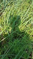 Carex lacustris