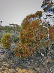 Eucalyptus leptophylla