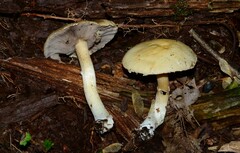 Stropharia