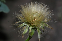 Hypochaeris laevigata