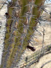 Stenocereus gummosus