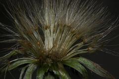 Hypochaeris laevigata