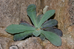 Hypochaeris laevigata