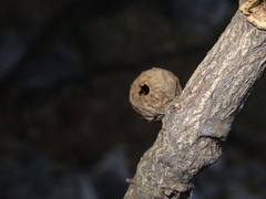 Andricus infectorius