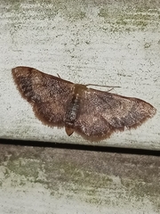 Idaea demissaria