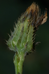 Hypochaeris laevigata