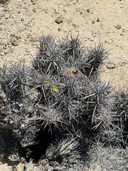 Corynopuntia invicta