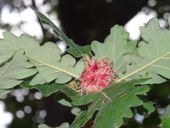 Andricus caputmedusae