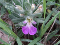 Ajuga iva