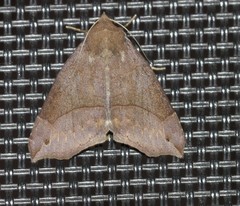 Poaphilini