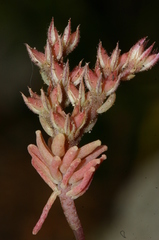 Sedum rubens
