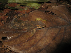 Thecadactylus solimoensis