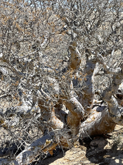 Pachycormus discolor