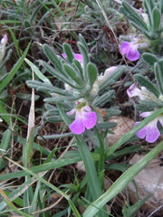 Ajuga iva