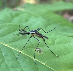 Toxorhynchites rutilus septentrionalis