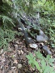Trametes aesculi