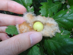 Andricus theophrasteus