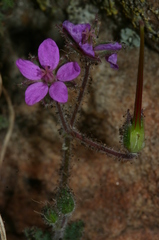 Erodium maritimum