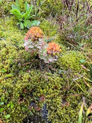 Rhodiola rosea