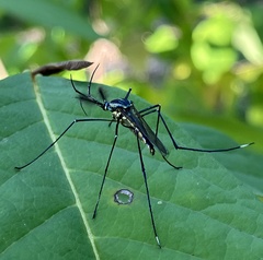 Toxorhynchites rutilus septentrionalis