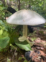 Amanita cokeri
