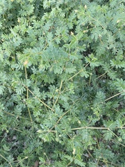 Kallstroemia parviflora