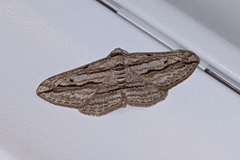 Ecleora solieraria