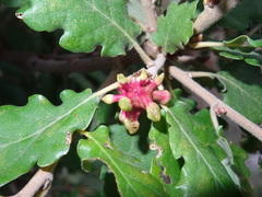 Andricus grossulariae