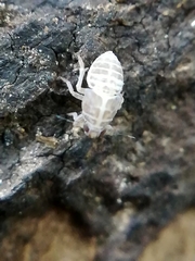 Delphacidae