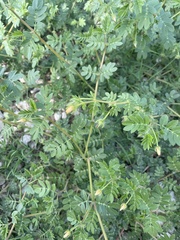 Kallstroemia parviflora