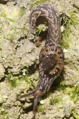 Otoconcha dimidiata