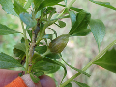 Gnorimoschema baccharisella