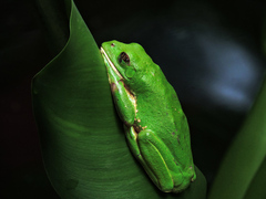 Agalychnis dacnicolor