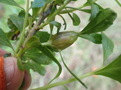 Gnorimoschema baccharisella