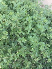 Kallstroemia parviflora