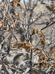 Pachycormus discolor