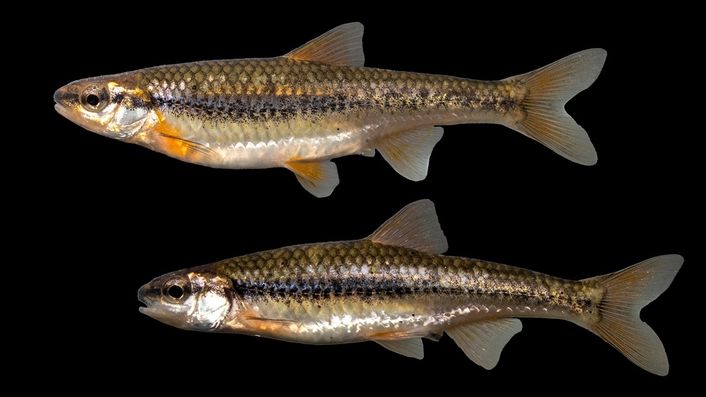 Ozark minnow (Notropis nubilus) — Cyprinidae
