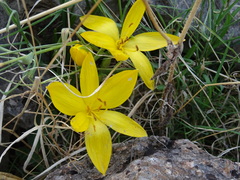 Sternbergia lutea