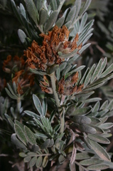 Anthyllis barba-jovis image