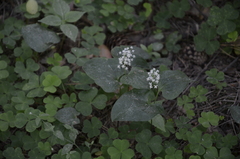 Maianthemum bifolium