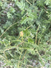 Kallstroemia parviflora