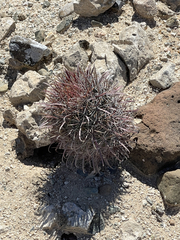 Ferocactus peninsulae
