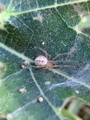 Theridion