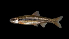 Notropis nubilus