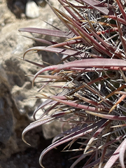 Ferocactus peninsulae