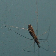 Empicoris errabundus