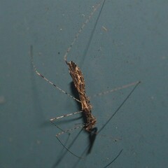 Empicoris errabundus