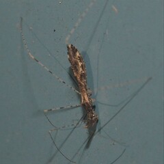 Empicoris errabundus