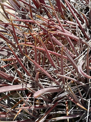 Ferocactus peninsulae